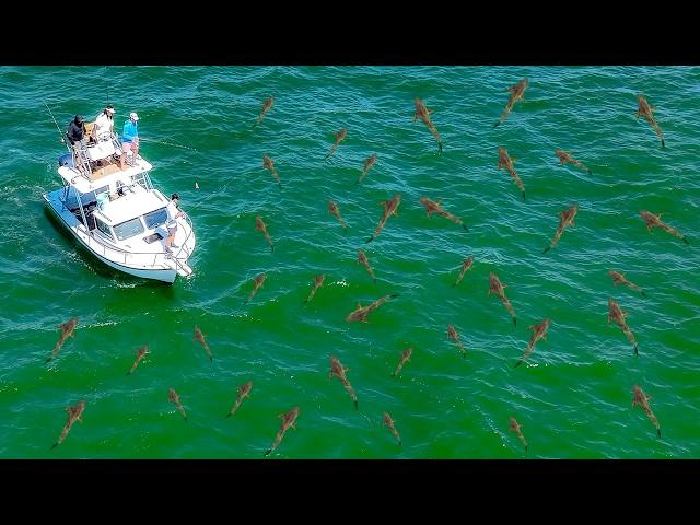 Fishermen DREAM of Finding this! GIANT Cobia (Catch Clean Cook)