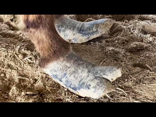 The donkey's hoof is deformed and has grown split, so just trim it!【DONKEY HOOF SAVIOR】