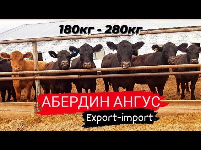 Продажа Абердин-Ангус, 150 голов в наличии. Мясное животноводство в России. Сельское хозяйство в РФ.