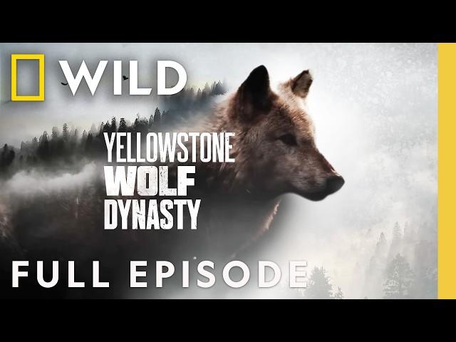 Fight for Wolf Valley (Full Episode) | Yellowstone Wolf Dynasty | Nat Geo Animals