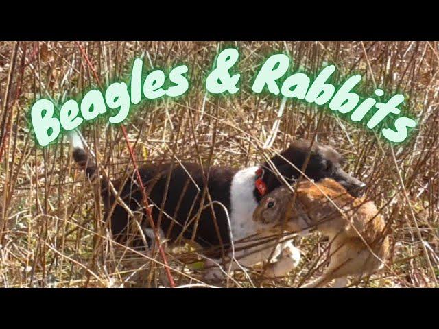 Beagles And Rabbits : The Chase Is On!! 7 Rabbits - 2 Farms - Rabbit Hunting Fun