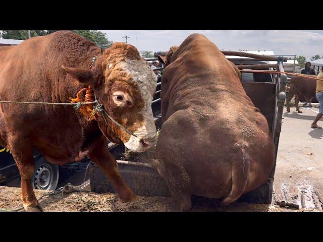 SAPI RAKSASA GENDUT TURUN DARI TRUK OLENG GULING LUCU SEKALI‼️