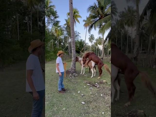 mating this philippine pony!