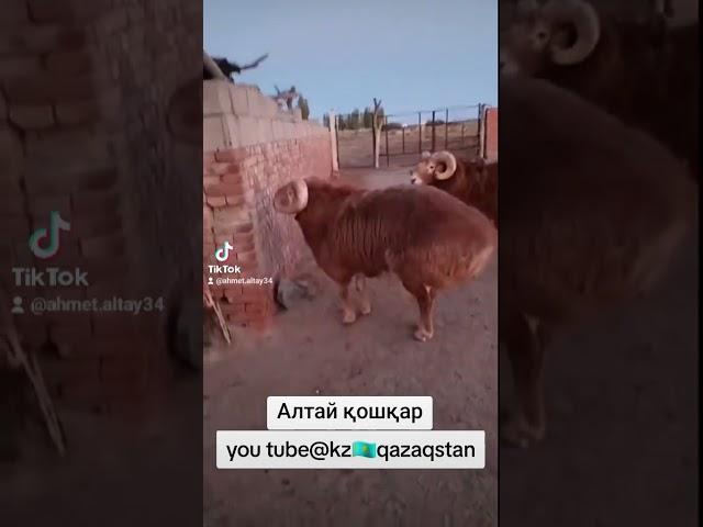 АЛТАЙ ҚОШҚАР