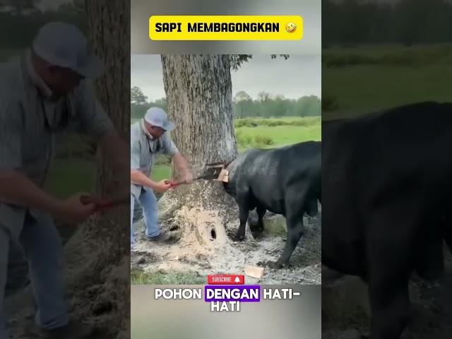 SAPI TANPA KEPALA #filmpendek #viral #anehdanunik