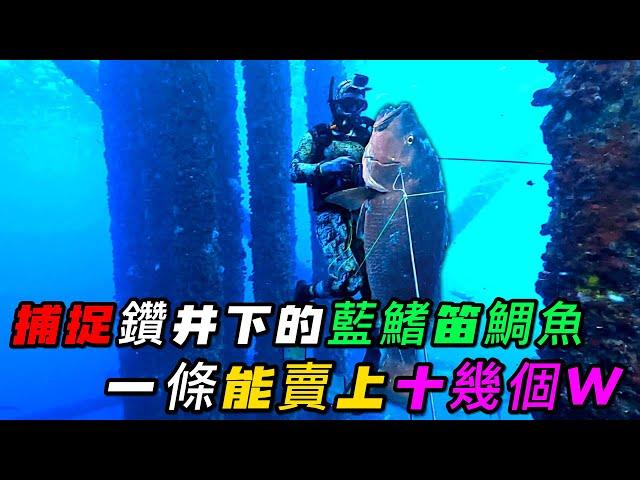 捕捉鑽井下的藍鰭笛鯛魚，一條能賣上十幾個W，真是捕魚愛好者的天堂《荒野大餐》第二季 56