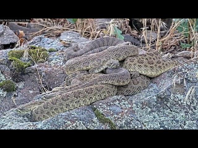 High-speed snake huddle formation