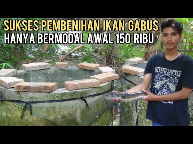 SUKSES BUDIDAYA IKAN GABUS HANYA BERMODAL AWAL 150 RIBU || UNTUNG BERLIPAT GANDA