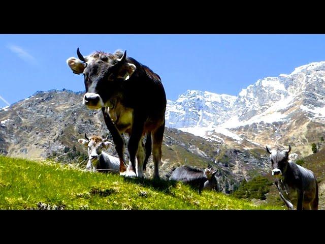 Tiroler Grauvieh auf der Alm - kurzer Film über Almwirtschaft und Kühe, Tyrolean Grey Cattle