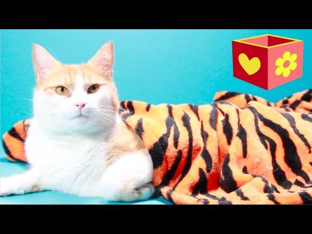 Simba the cute cat | Bellboxes | I´m sorry | For children to watch