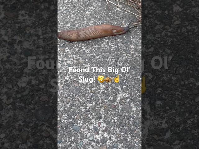 Found a Big Ol’ Slug! (Chocolate Arion Slug) #shorts #slugs #mollusks #animals