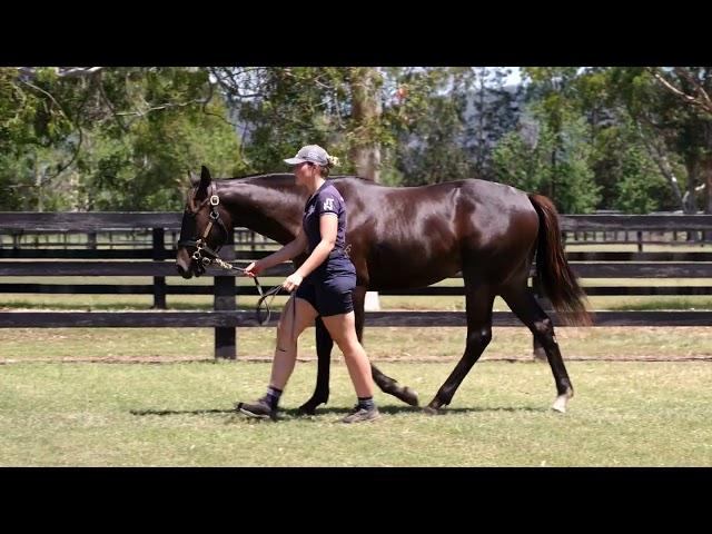 Lot 536 by Trapeze Artist out of Ocean Bridge #InglisClassic2024