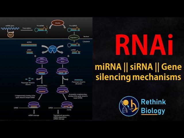 RNA interference (RNAi) Animation || miRNA || siRNA || mRNA regulation