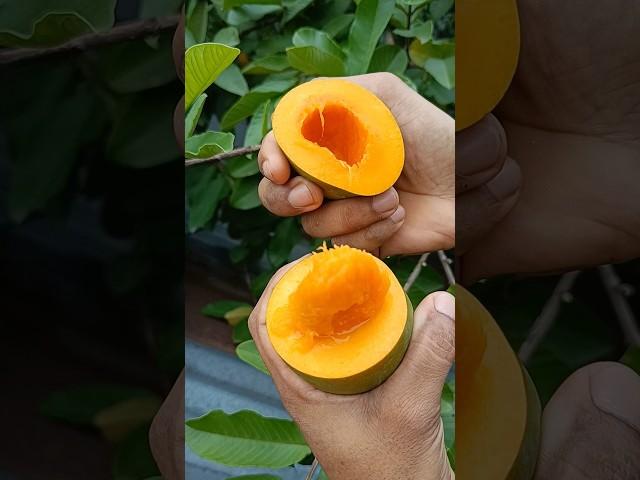 Tasty Mango Cutting In My Village #shorts #food #mango