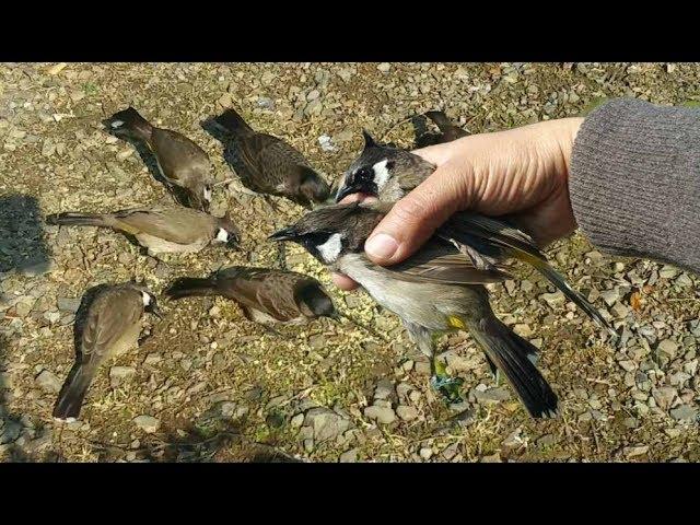 How To Catch A Bird | Best Bird Trap Part 2