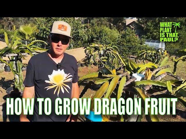 HOW TO GROW DRAGON FRUIT / OVER 1 HOUR of TIPS / GREAT INFO For  BEGINNERS