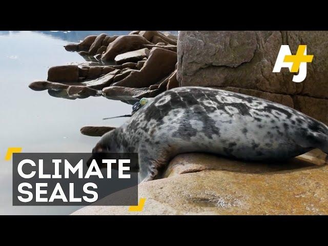 Seals Help Scientists Track Climate Change In Greenland