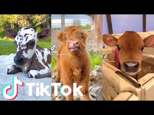 The Cutest and Funniest Cow Tik Toks!  funny and cute cow tik tok compilation | Tik Tok Animals