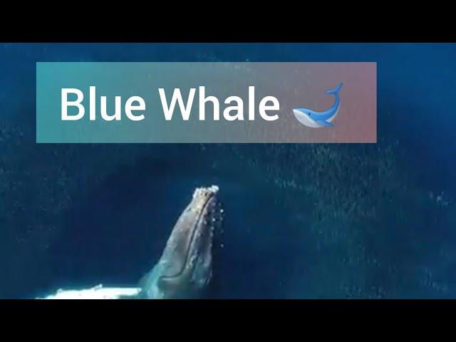 Whale escapes  | Blue Whale water escaping | Worldbites