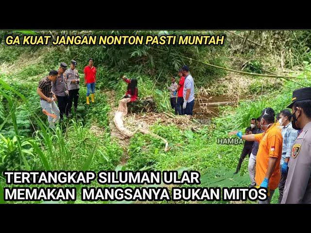 NYATA JAWA TIMUR TERT4NGKAP WARGA SILUMAN ULAR BERKEPALA MANUSIA SEDANG MAKAN BUKAN MITOS