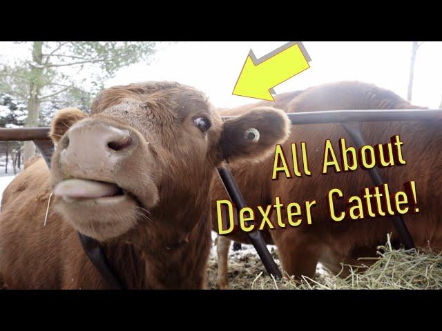 All about Dexter Cattle!