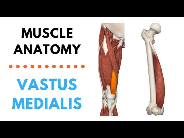 Vastus Medialis | Muscle Anatomy | Joetherapy