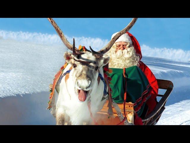 Renne di Babbo Natale in Lapponia Finlandia  Santa Claus Rovaniemi video per le famiglie Rovaniemi