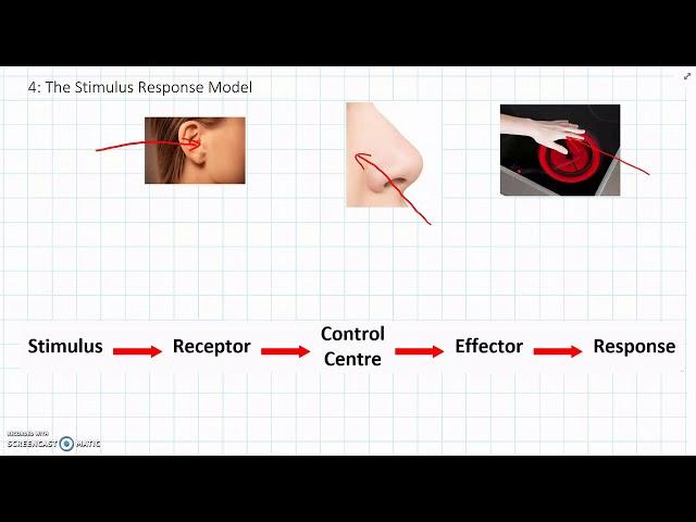 Level 8 - 2 The Stimulus-response Model