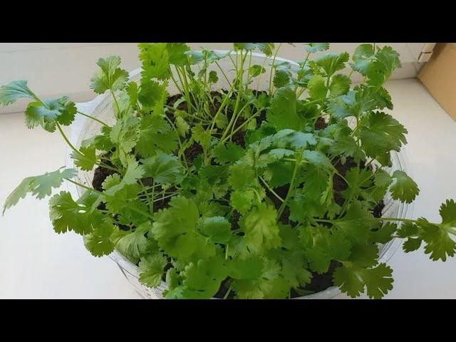 How to grow cilantro on the windowsill at any time of the year