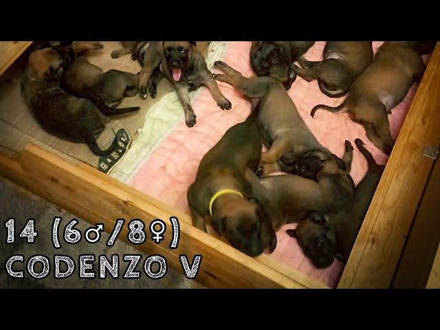 14 щенков малинуа в 1,5 месяца CODENZO malinois puppy V-litter