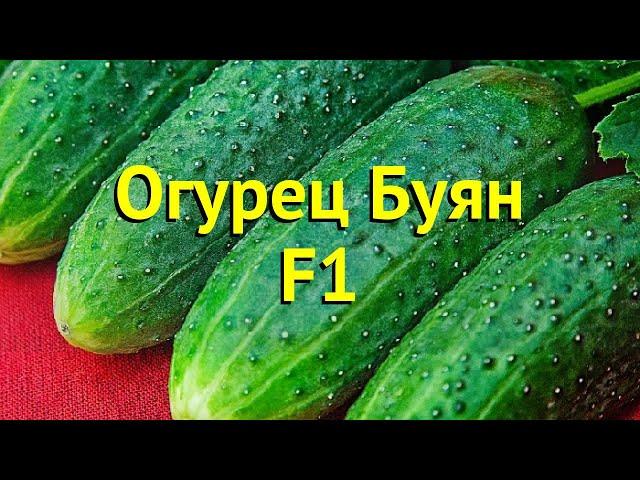 Огурец Буян F1 (Огурец). Краткий обзор, описание характеристик, где купить семена cucumis sativus