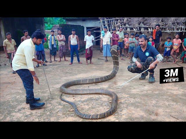 जब झोपडे के अंदर निकला दुनिया का सबसे लंबा सांप, किंग कोबरा जिसे देख कर रुह कांप उठती हैं King Cobra