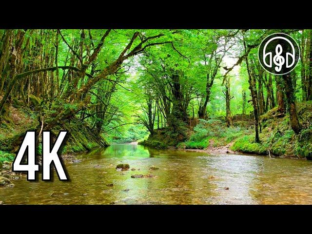 A gentle mountain river with the singing of forest birds in the spring forest. 10 Hours in 4K.