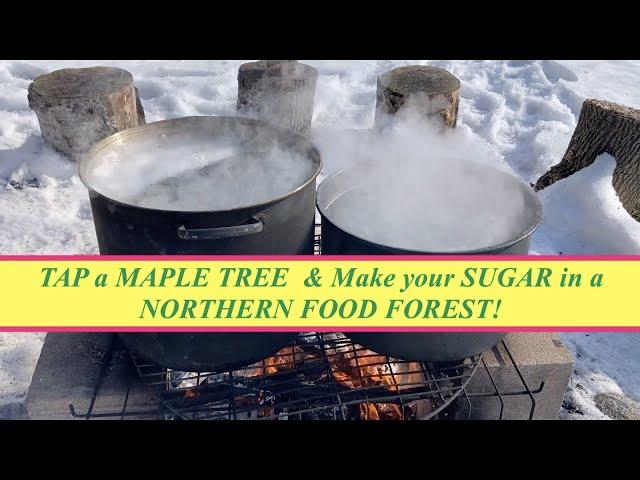 TAPPING a MAPLE TREE & Storing the Sap. Making your own SUGAR in a NORTHERN FOOD FOREST!