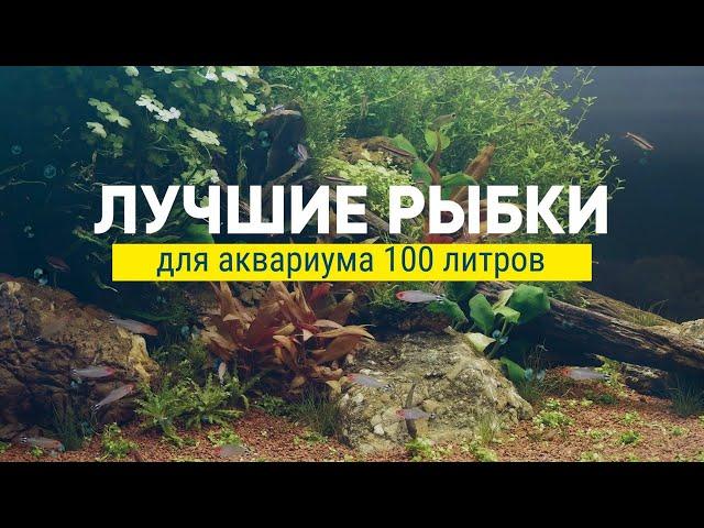 Топ рыбок для аквариума 100 литров