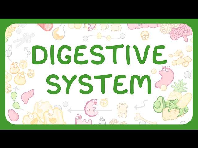 GCSE & KS3 Biology - The Digestive System