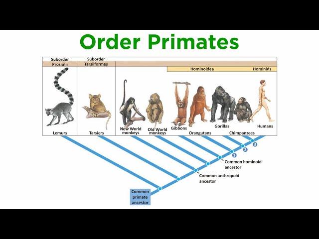 The Origin of Primates