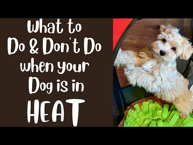 When Your Female Dog is in Heat - Do's and Don'ts