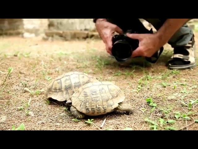 Kämpfende Schildkröten, NX1, British Cemetery, Greece