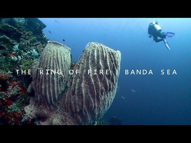 Indonesia The Ring Of Fire Banda Sea | Dive with MK Blue Manta Liveaboard 2022 【班達海】*1080HD*