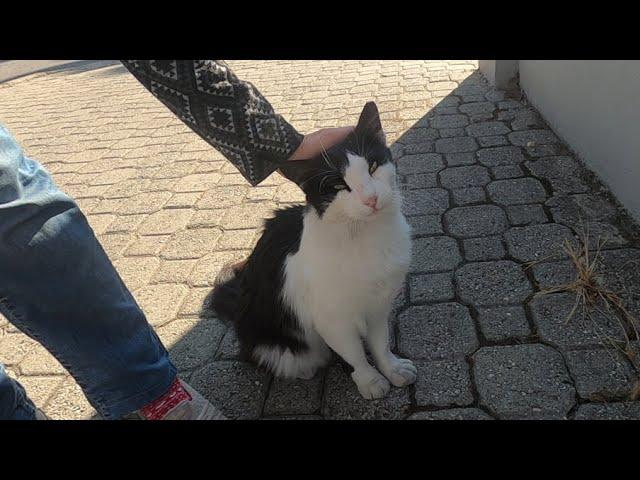 Black and white cat is meowing unbelievably cute as always