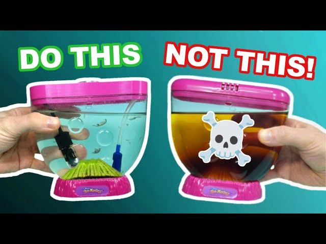 10 ESSENTIAL Sea-Monkey Tips For Beginners!