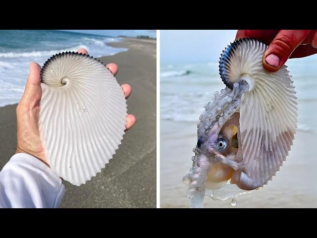 Greater Argonaut  Lives in a Paper Boat!