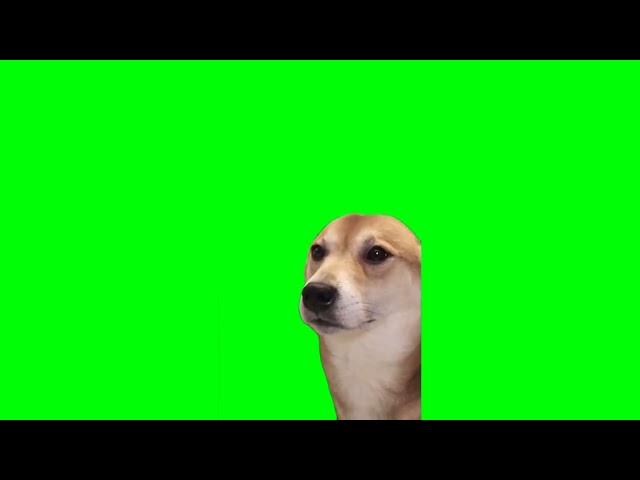 Dog Dancing to Epic Sax guy Green Screen Template