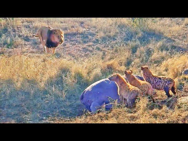 Lion Destroys Hyenas Distracted by Eating a Hippo