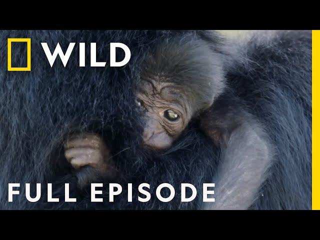 Unexpected Birth of a Siamang Gibbon at ZooTampa (Full Episode) | Secrets of the Zoo: Tampa