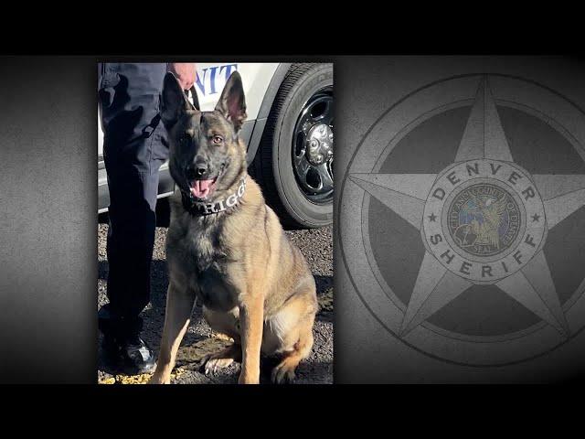 Denver Sheriff's Department dog in K-9 unit saved from euthanasia