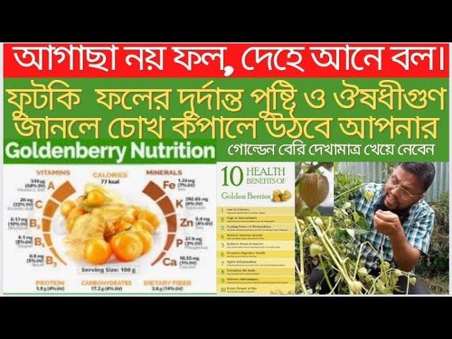 Golden berry||physalis||rasbhari|tomatillo||গোল্ডেন বেরী দেশি ফলের নতুন সেনসেশন||দেখামাত্রই খাবেন