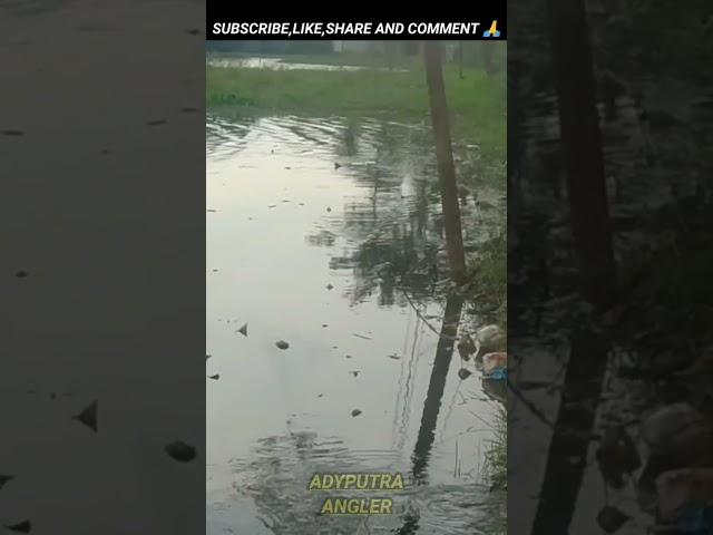 CASTING DI SAWAH PAKAI UMPAN KECIL DISAMBAR IKAN BESAR