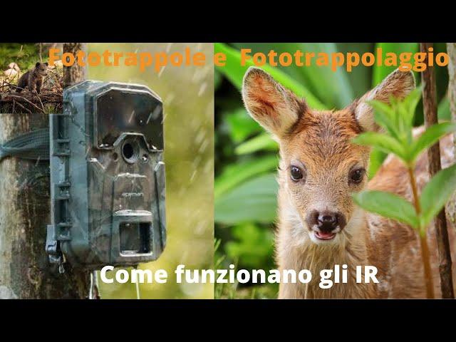 Fototrappola e Fototrappolaggio - Come funzionano gli IR